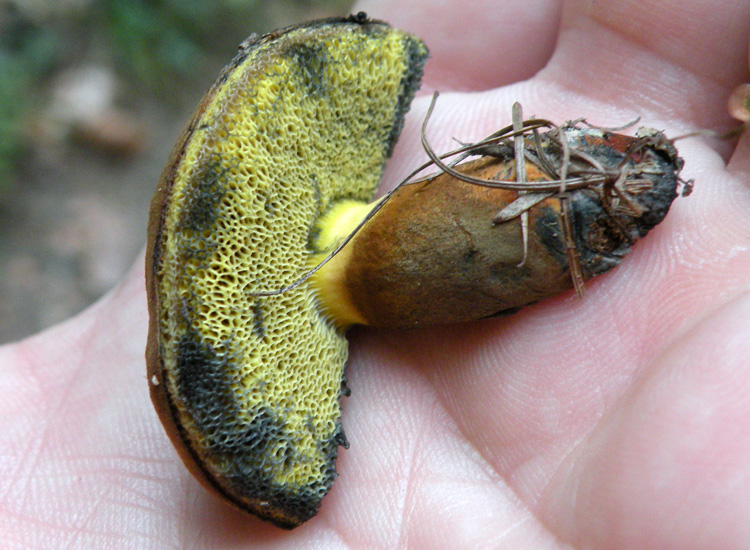 Due Boletaceae trentine